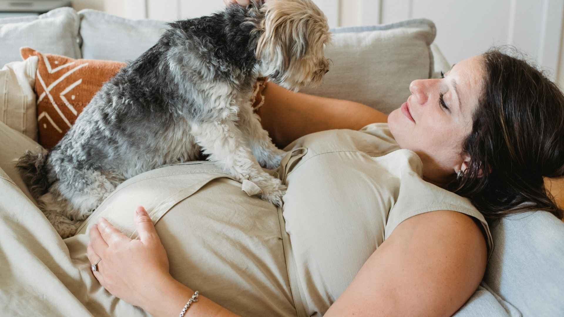 yorki sobre su humana embarazada